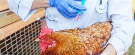epekto ng belamyl sa manok|Bakuna sa rabies .